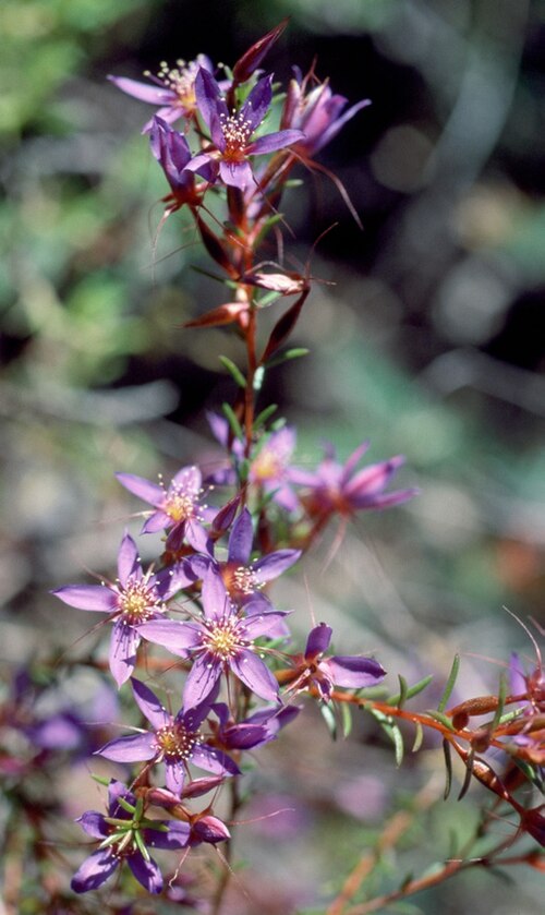 Calytrix variabilis: Calytrix variabilis in John Forrest National Park, 1 km from Great Eastern Highway along Park Road (from western entrance), Western Australia
