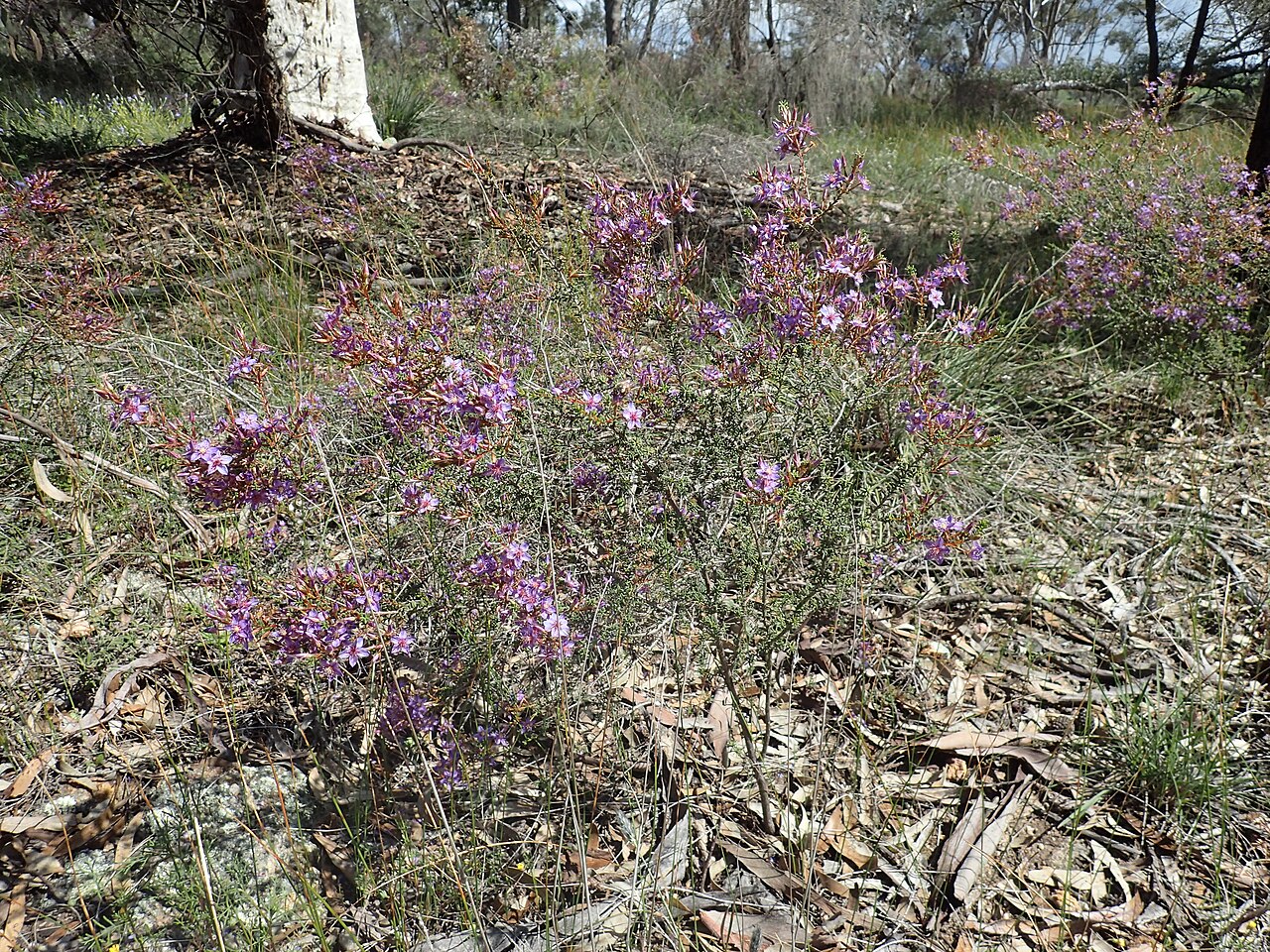 Calytrix violacea: Calytrix violacea in the Wallaby Hills Reserve, near York, Western Australia