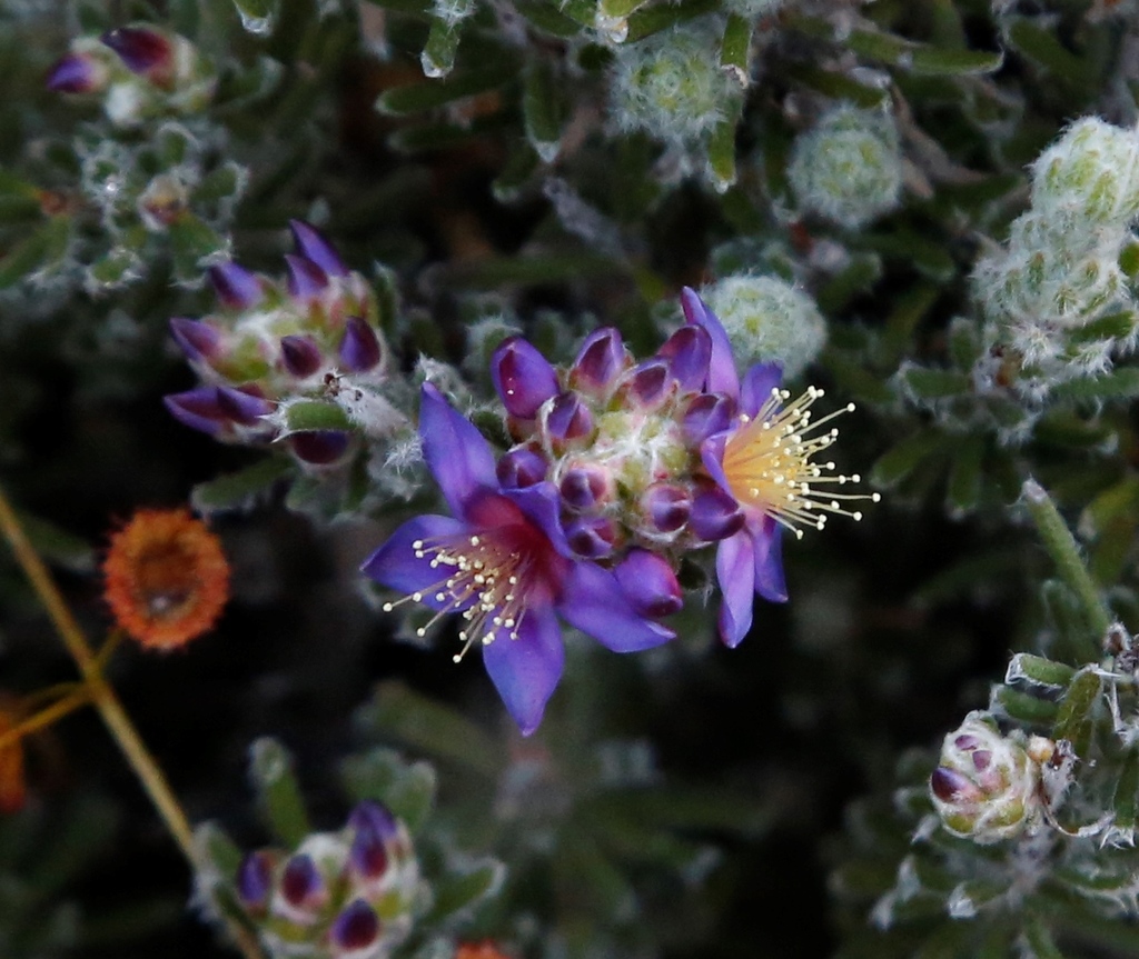 Calytrix violacea (Calytrix violacea)