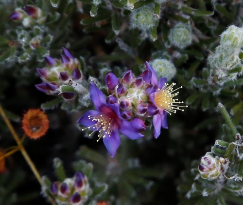 Calytrix violacea (Calytrix violacea)