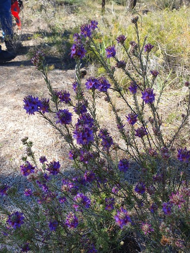 Calytrix violacea (Calytrix violacea)