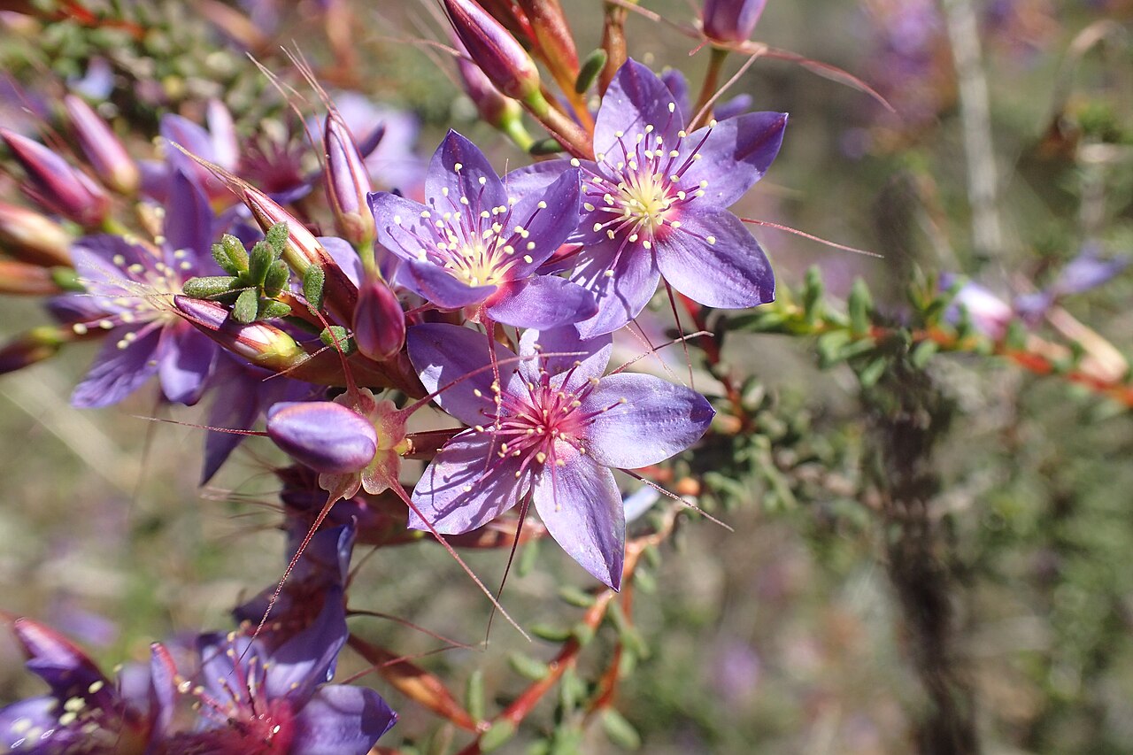 Calytrix violacea: Calytrix violacea in the Wallaby Hills Reserve, near York, Western Australia