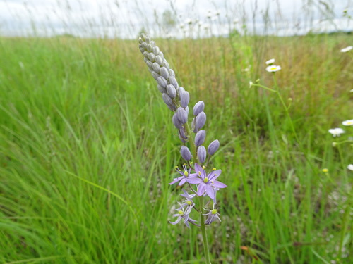 Prairie camas (Camassia angusta)