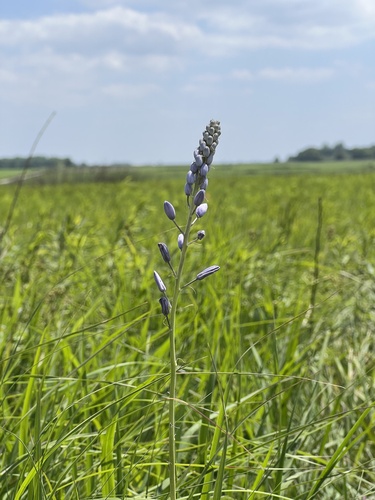 Prairie camas (Camassia angusta)