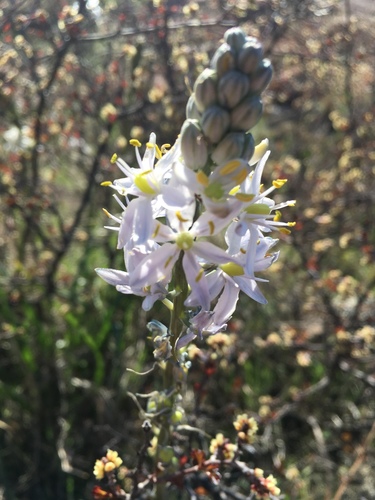 Prairie camas (Camassia angusta)