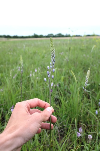 Prairie camas (Camassia angusta)
