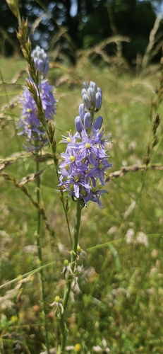 Prairie camas (Camassia angusta)