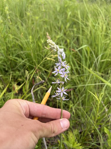 Prairie camas (Camassia angusta)