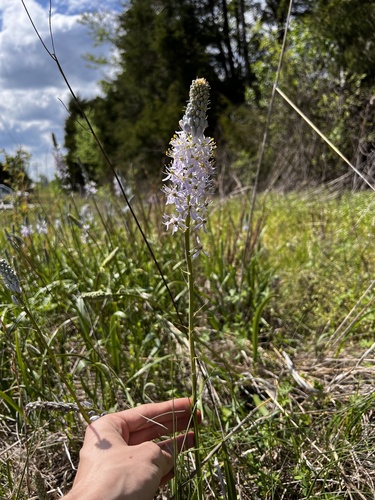 Prairie camas (Camassia angusta)