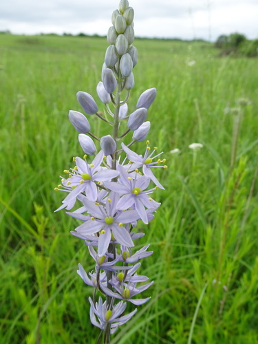 Prairie camas (Camassia angusta)