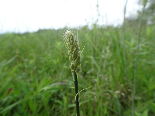 Prairie camas (Camassia angusta)