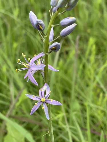 Prairie camas (Camassia angusta)