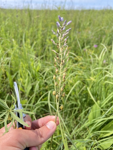 Prairie camas (Camassia angusta)