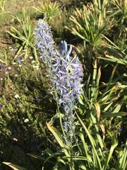 Cusick's camas (Camassia cusickii)