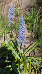 Cusick's camas (Camassia cusickii)