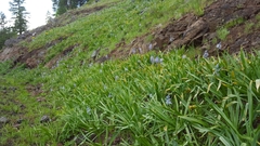 Cusick's camas (Camassia cusickii)