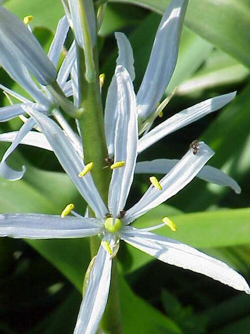 Cusick's camas: Species : Camassia cusickii Family : Hyacinthaceae Image No. 1