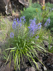 Cusick's camas (Camassia cusickii)