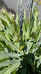 Cusick's camas (Camassia cusickii)