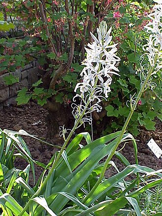 Cusick's camas: Species : Camassia cucickii W-North America Family : Liliaceae Image No. 1