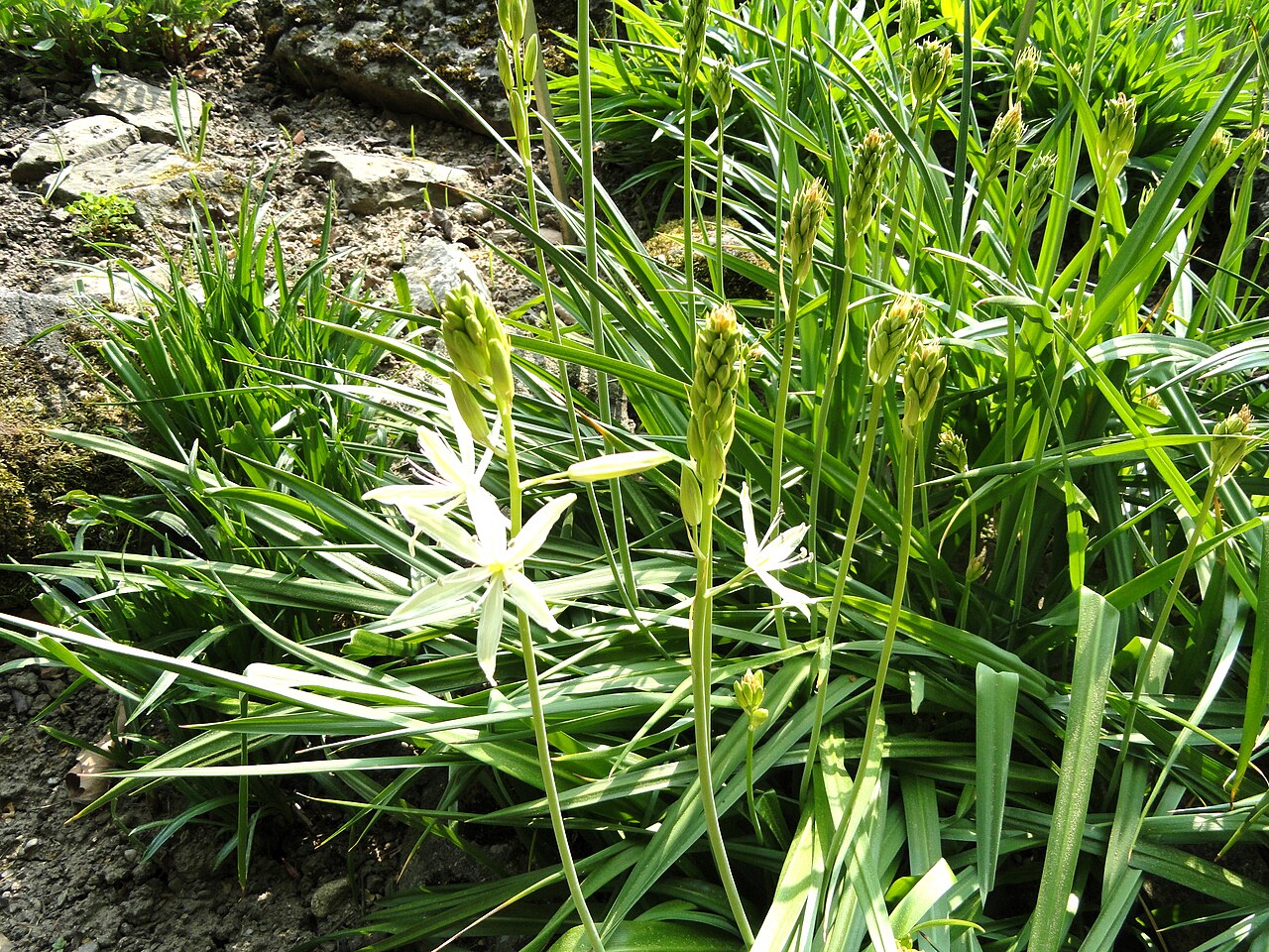 Large camas: Camassia leichtlinii specimen in the Botanischer Garten Freiburg, Freiburg im Breisgau, Baden-Württemberg, Germany.