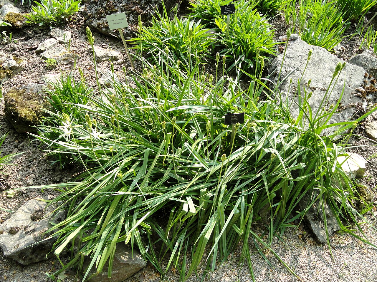 Large camas: Camassia leichtlinii specimen in the Botanischer Garten Freiburg, Freiburg im Breisgau, Baden-Württemberg, Germany.