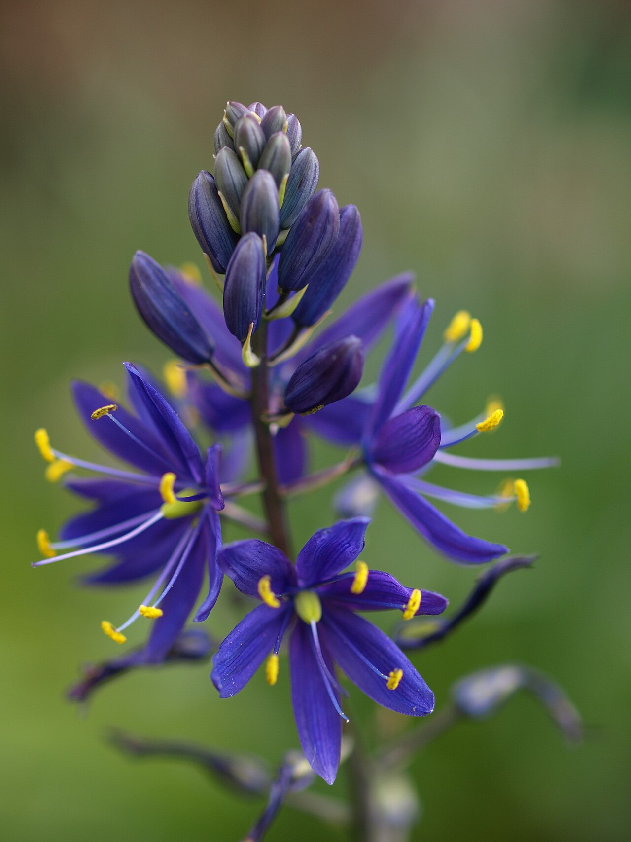 Large camas: Camassia leichtlinii inflorescence