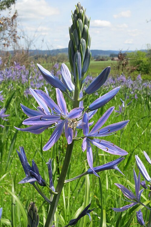 Large camas: Suksdorf's Large Camas (Camassia leichtlinii ssp. suksdorfii). Subspecies of plant.