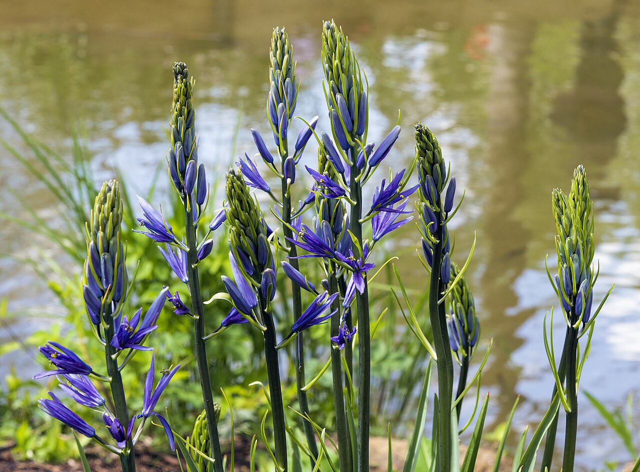 Large camas: Camassia leichtlinii - immature inflorescence