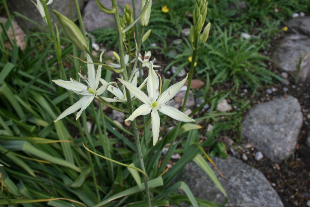 Large camas: Camassia leichtlinii: Flowers
