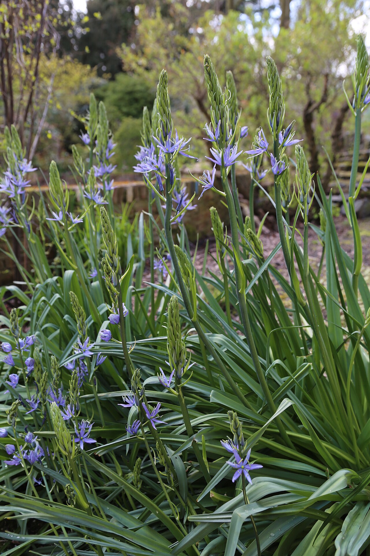 Large camas: Hortus Botanicus, Amsterdam
