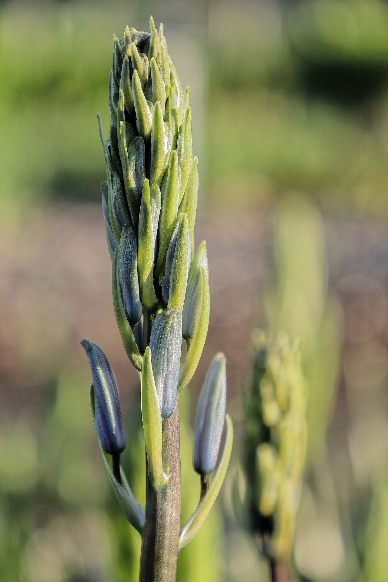 Large camas: Camassia d’Amérique ( Camassia leichtlinii ) au jardin botanique Roger-Van den Hende, Université Laval