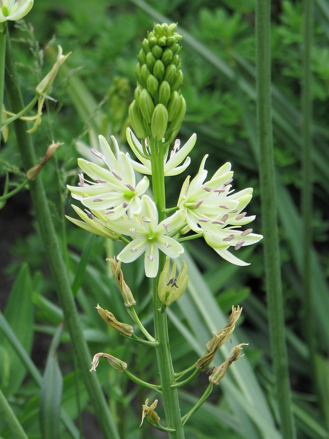 Large camas: Camassia leichtlinii , flowers, cultivated in Wrocław University Botanical Garden, Wrocław, Poland.