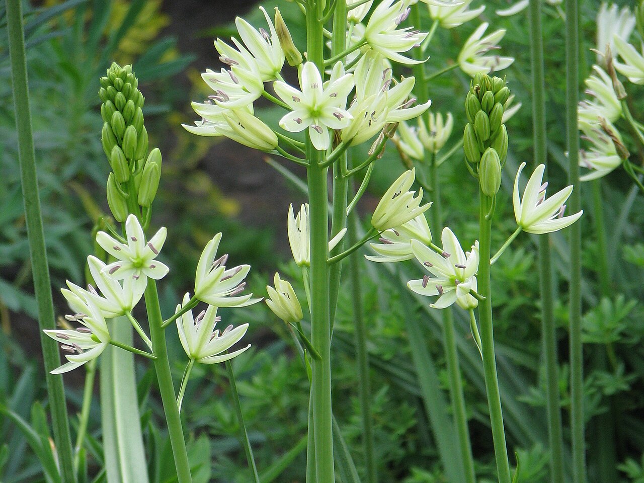 Large camas: Camassia leichtlinii , flowers, cultivated in Wrocław University Botanical Garden, Wrocław, Poland.