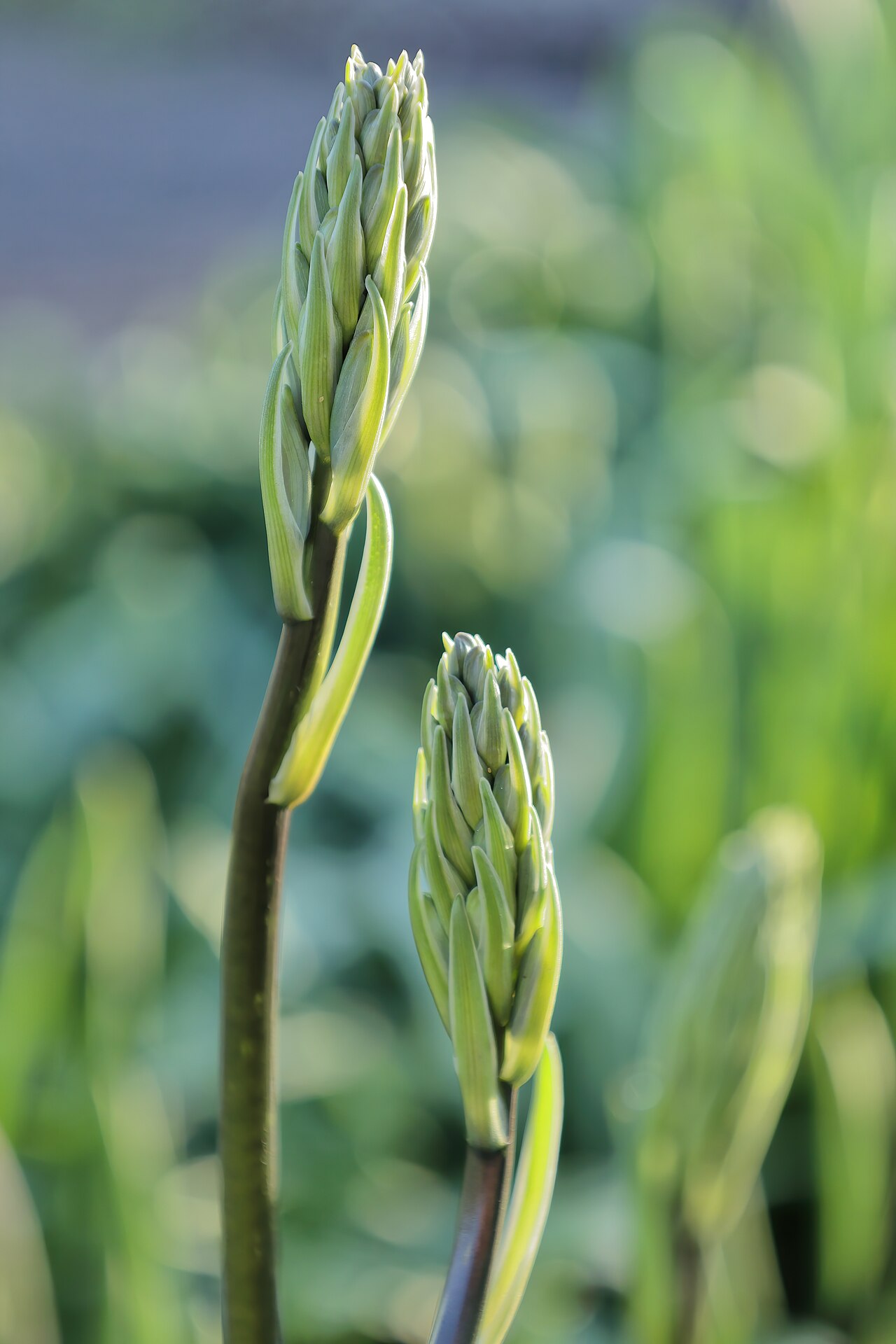 Large camas: Camassia d’Amérique ( Camassia leichtlinii ) au jardin botanique Roger-Van den Hende, Université Laval