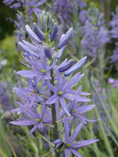 Large camas: Camassia leichtlinii 'Caerulea'