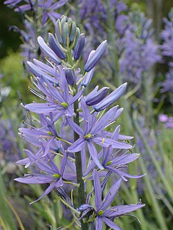 Large camas: Camassia leichtlinii 'Caerulea'