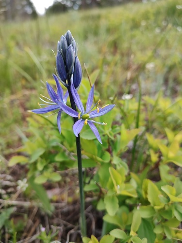 Small camas (Camassia quamash)
