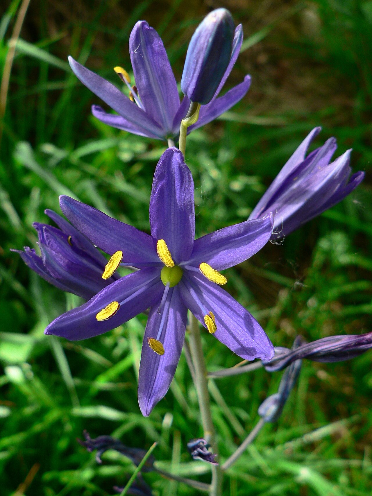 Small camas (Camassia quamash)