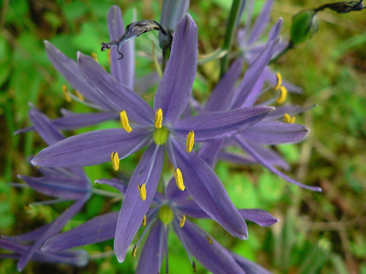 Small camas (Camassia quamash)