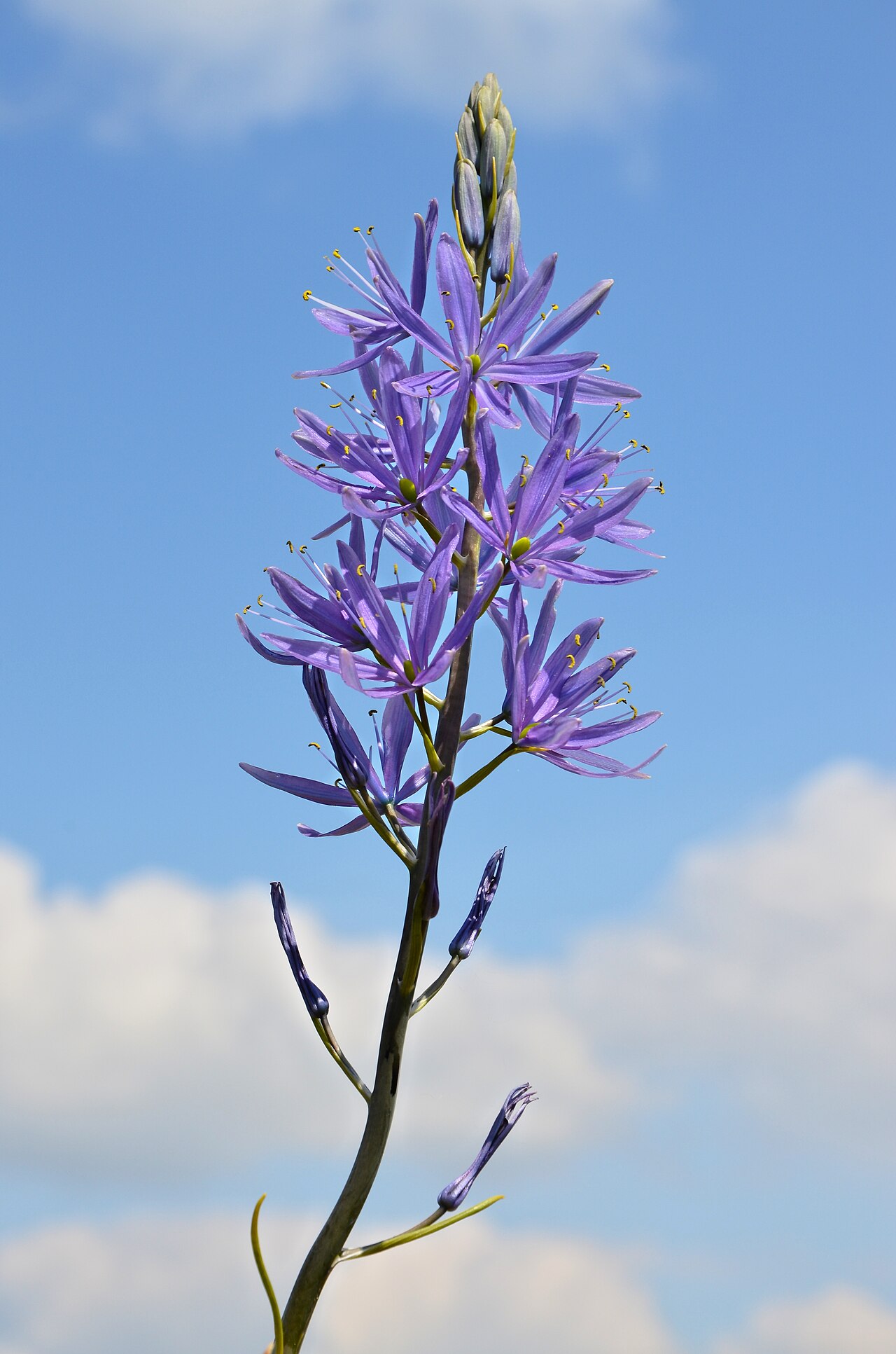 Small camas: Cusick's camas ( Camassia quamash ), in a garden, Charente, France.