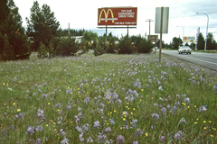 Small camas (Camassia quamash)