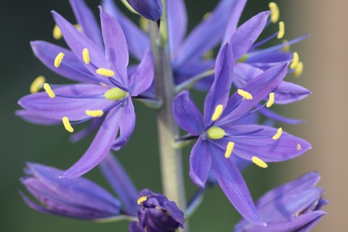 Small camas (Camassia quamash)