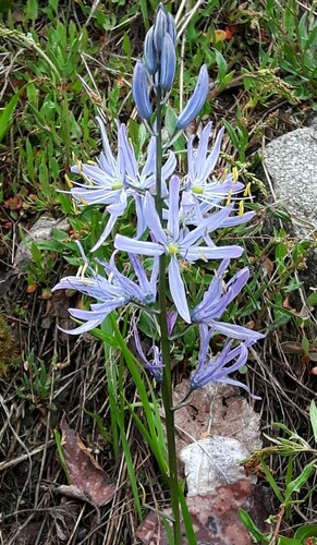 Small camas (Camassia quamash)