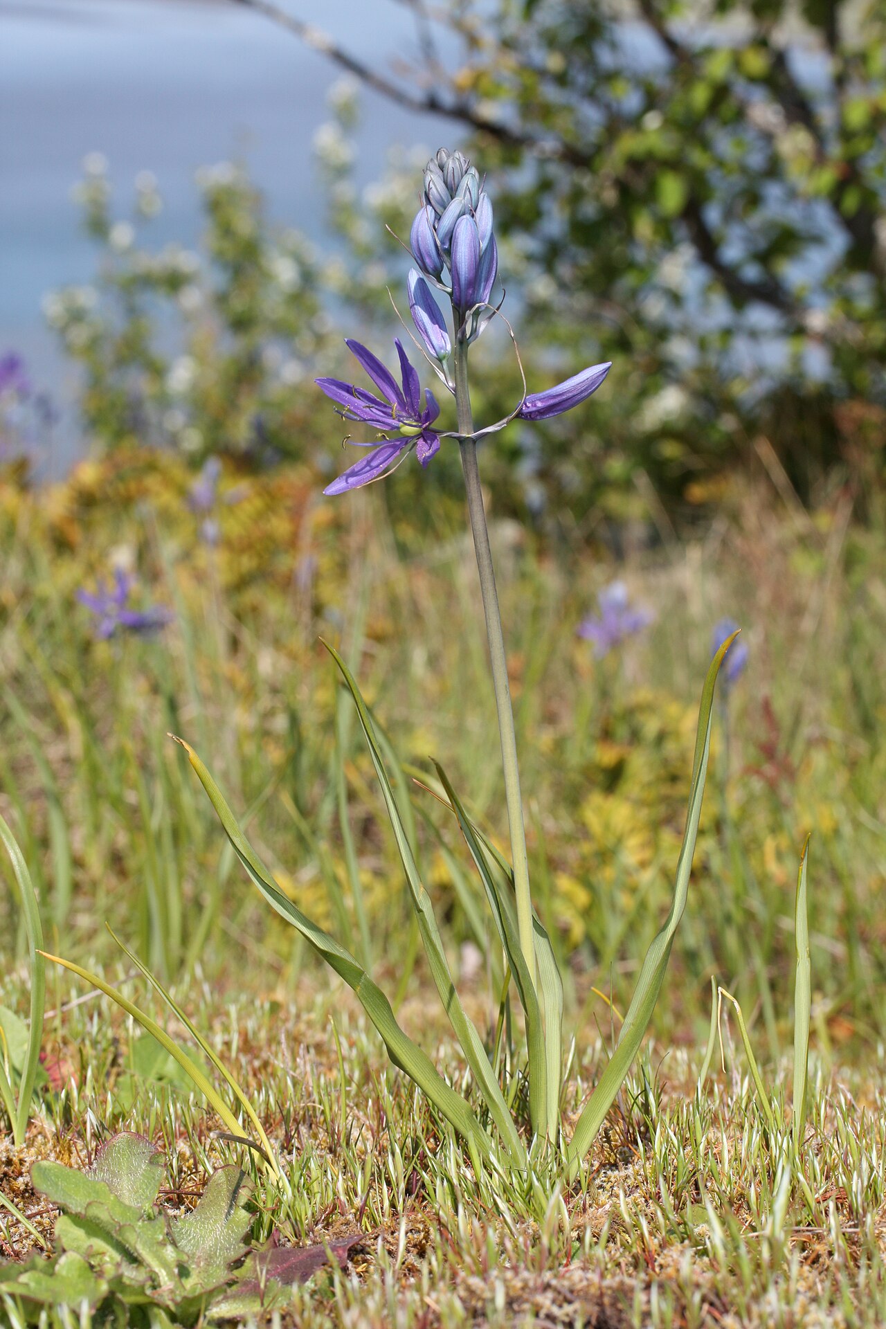 Small camas: Common Camas