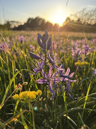 Small camas (Camassia quamash)