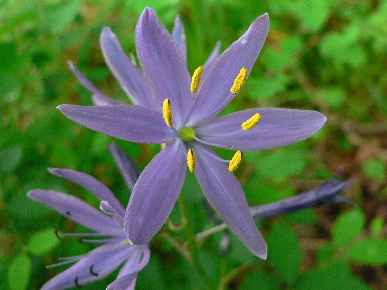 Small camas (Camassia quamash)