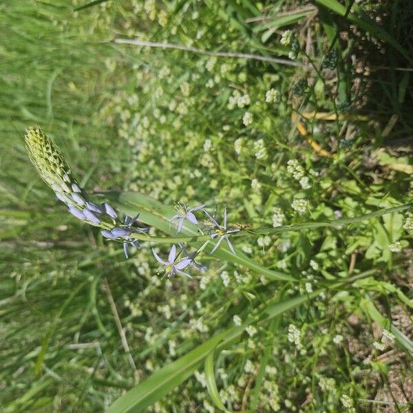 Atlantic camas (Camassia scilloides)
