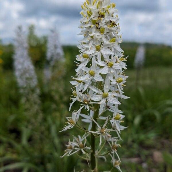 Atlantic camas (Camassia scilloides)