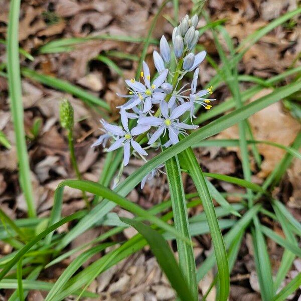 Atlantic camas (Camassia scilloides)